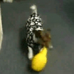 Kia playing with Leo, a toy from Canine Genius.